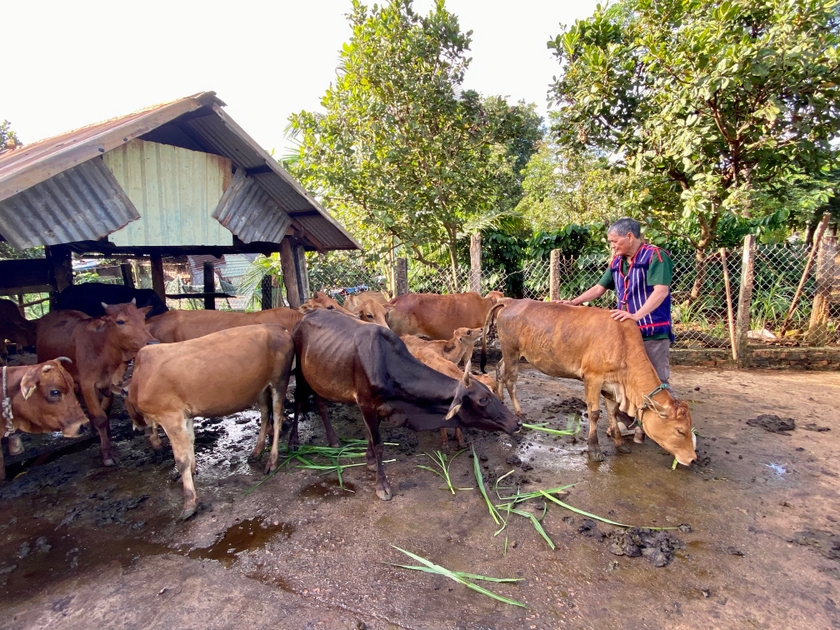 Ông Puih Ố (làng Ghè, xã Ia Dơk)-một trong những hộ đồng bào dân tộc thiểu số điển hình trong nỗ lực vươn lên phát triển kinh tế gia đình. Ảnh: Hà Duy