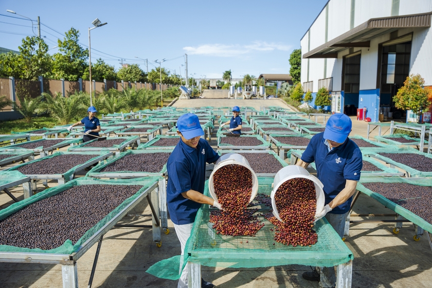 Gia Lai đang chú trọng nâng cao chất lượng sản phẩm để khẳng định vị thế cây cà phê Gia Lai trên thị trường trong và ngoài nước. Ảnh: H.D