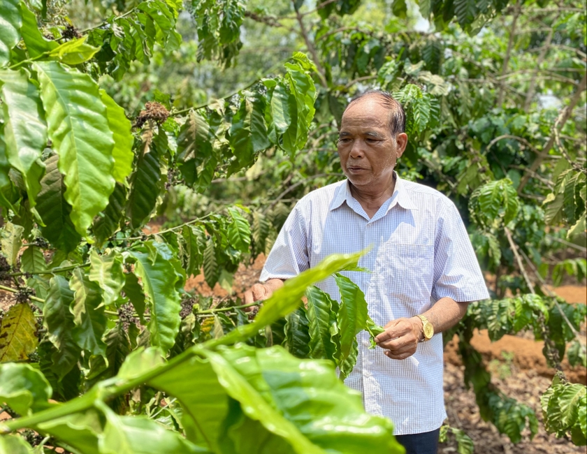 Ông Rơmah Blơt (làng Klăh 1, xã Ia Dêr, huyện Ia Grai) bên vườn cà phê của gia đình. Ảnh: Hà Duy