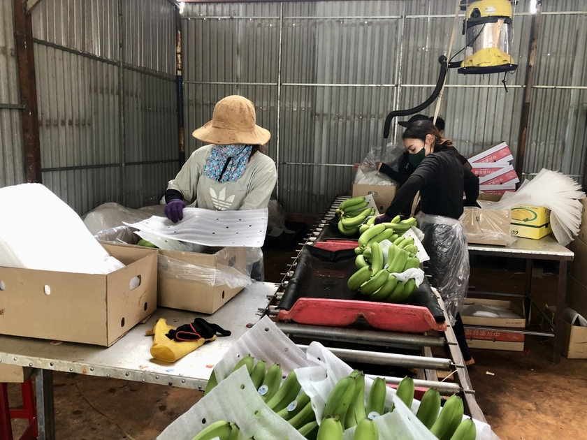 Các công nhân sơ chế và đóng gói chuối cho Công ty cổ phần nông nghiệp công nghệ cao Hưng Sơn (Đak Đoa) để xuất khẩu. Ảnh: Lê Nam