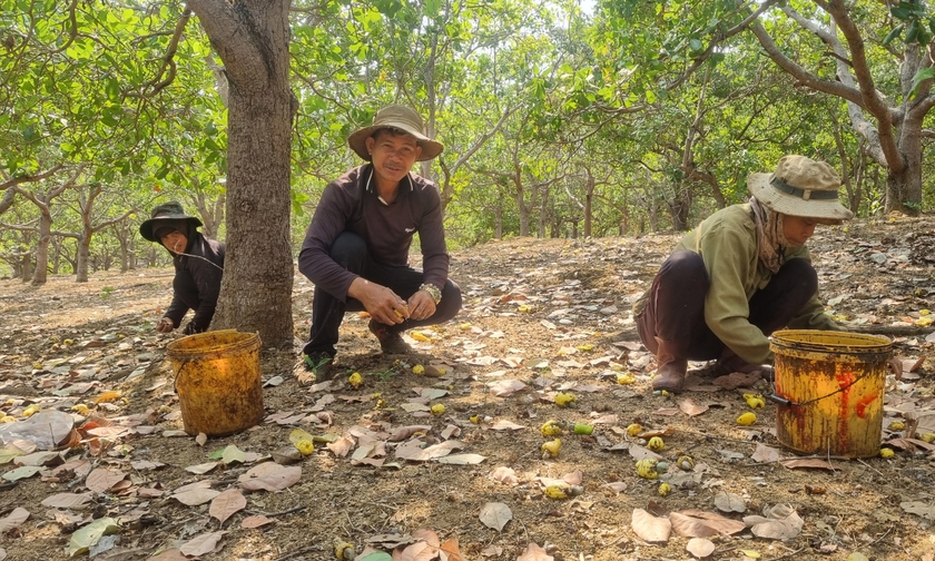 Nếu như mọi năm, gia đình tôi ngày nào cũng đi nhặt hạt điều trong rẫy, thì năm nay 3 ngày mới vào rẫy để nhặt điều 1 lần, mỗi lần nhặt cũng chỉ được vài ký.