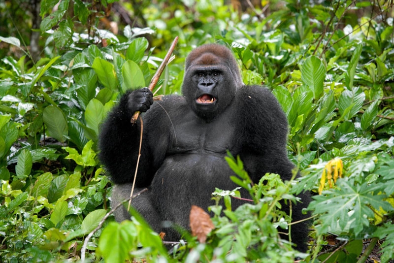 Biểu cảm khỉ đột - Khỉ đột là một trong những loài vật thông minh và đáng yêu nhất trên thế giới. Xem hình ảnh về biểu cảm của chúng sẽ mang lại cho bạn những giây phút thư giãn tuyệt vời.