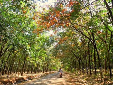 Rừng cao su Tây Nguyên: Với thiên nhiên hoang sơ và đầy bí ẩn, rừng cao su Tây Nguyên đã thu hút người yêu thích khám phá. Hãy cùng ngắm nhìn những hình ảnh đẹp điệu đà của rừng cao su Tây Nguyên, nơi đây chứa đựng những bí mật và sự kỳ diệu của thiên nhiên.