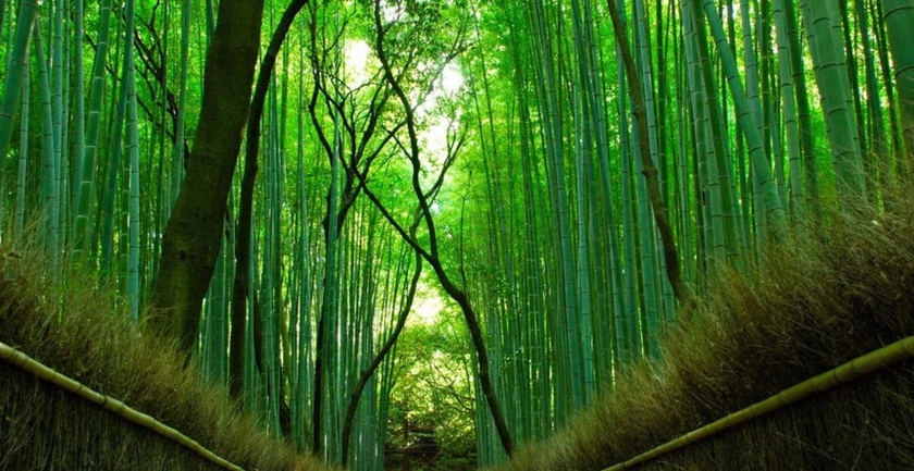 Khám phá sự độc đáo của rừng tre Nhật Bản với những cây tre thẳng tắp bao trùm lên bầu trời, tạo ra một khung cảnh tuyệt đẹp mà bạn sẽ khó quên.