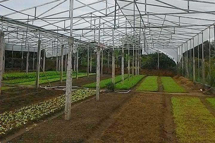 Hiệu quả mô hình trồng rau nhà lưới ở thị trấn Đồng Văn  Báo Hà Giang điện  tử