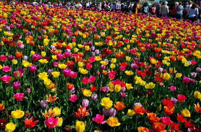 Vườn hoa tulip đẹp như tranh vẽ ở Hà Lan | Báo Gia Lai điện tử