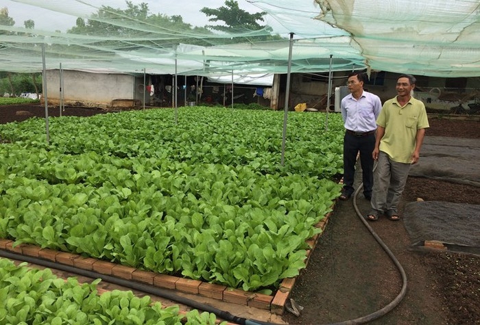 Mô hình trồng rau hữu cơ Nhất Thống tại Ấp 4 xã Phước Kiển huyện Nhà Bè   CỔNG THÔNG TIN ĐIỆN TỬ CHƯƠNG TRÌNH XÂY DỰNG NÔNG THÔN MỚI TPHCM