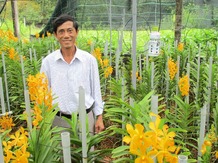Đà Nẵng Nông dân thành công trong trồng lan Mokara