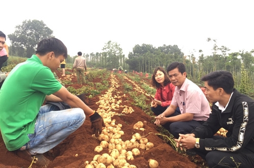 Cán bộ Hội ND, Phòng NNPTNT huyện Tuy Đức và đại diện Công ty Orion đánh giá năng suất khoai tây DooBak tại hộ ông Phạm Văn Ngạn. Ảnh: P.L