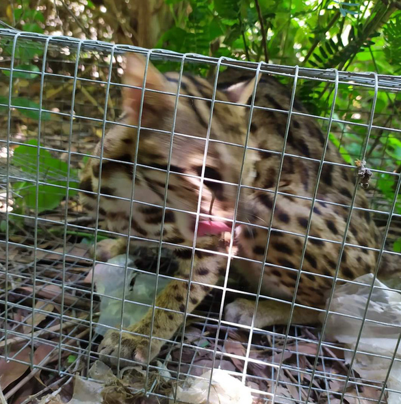 Bắt mèo rừng Facebook: Hình ảnh mèo rừng được đăng tải trên Facebook sẽ khiến bạn thấy thú vị và hào hứng. Bạn có thể chứng kiến cuộc phiêu lưu bắt mèo rừng, cùng nhìn thấy chúng trong thế giới hoang dã và đầy kỳ thú.