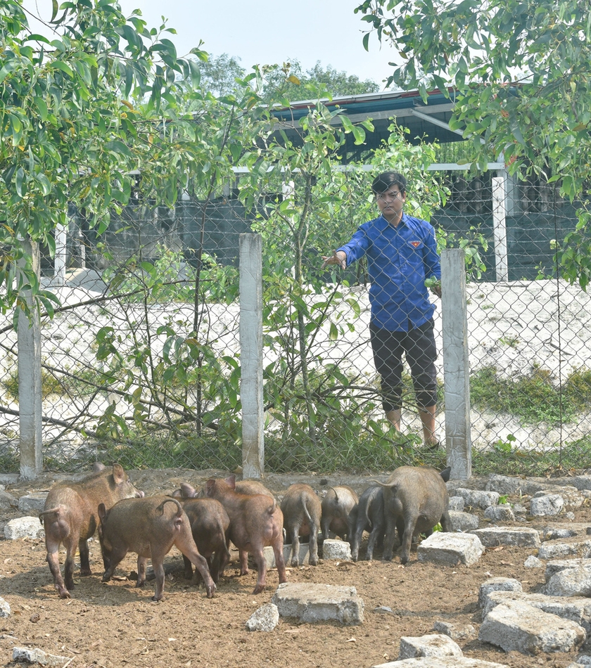 Làm giàu nhờ liên kết nuôi heo rừng lai  Tạp chí Chăn nuôi Việt Nam