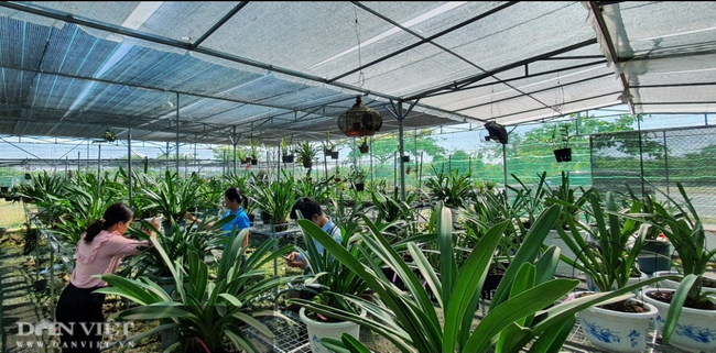 Mô hình trồng lan rừng mang lại hiệu quả kinh tế cao ở xã Xuân Phước đạt  vườn mẫu nông thôn mới năm 2021