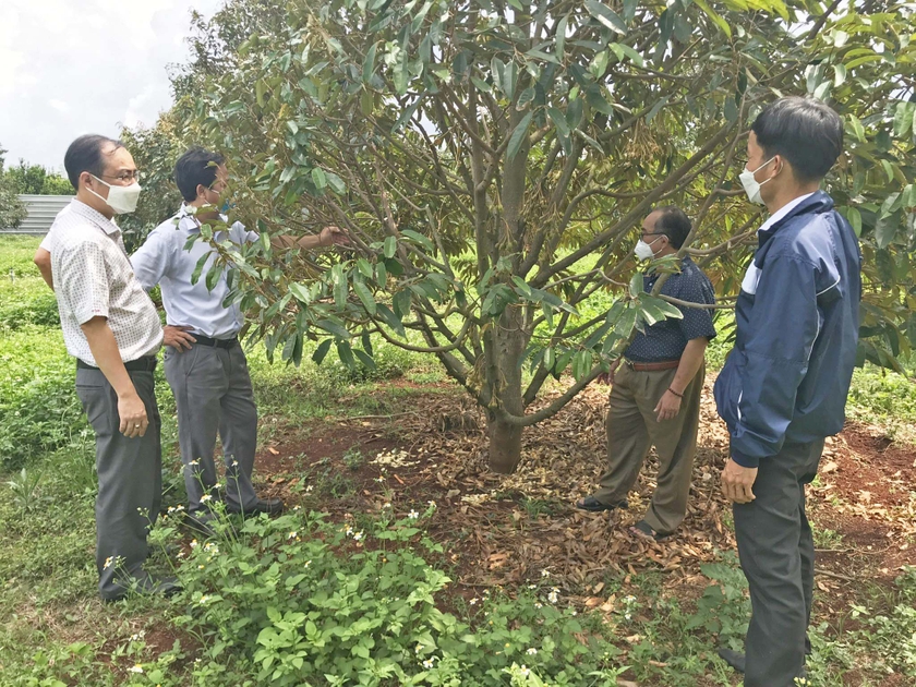 Hiệu quả mô hình trồng sầu riêng ở Long Kiến  Trái cây Dũng mập