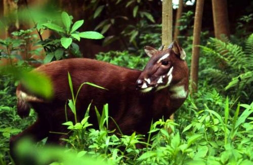 "Kỳ lân Châu Á" Sao la: Loài thú được coi là "báu vật" ở Việt Nam khiến nhiều người tò mò ảnh 2