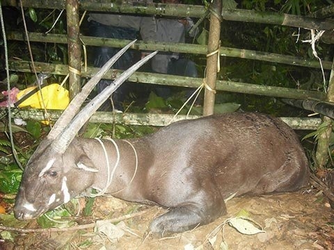 "Kỳ lân Châu Á" Sao la: Loài thú được coi là "báu vật" ở Việt Nam khiến nhiều người tò mò ảnh 7