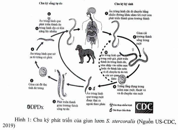 Bạn đang lo lắng vì bệnh do giun lươn từ vật nuôi? Hãy xem hình ảnh này để có thể bảo vệ thú cưng của bạn một cách tốt nhất.