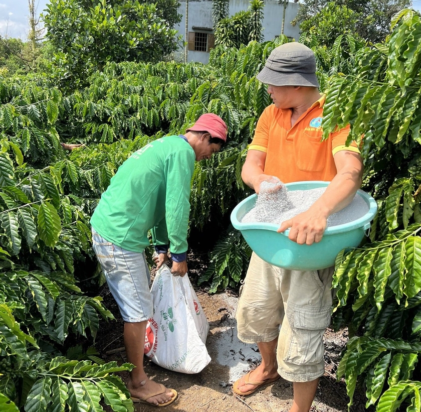 Vườn cà phê của anh nông dân Lâm Đồng chi chít quả, nhiều người tò mò hỏi bí quyết bón phân gì? | Báo Gia Lai điện tử