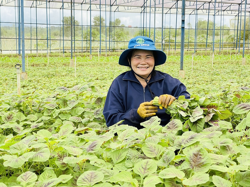 Nhà vườn Gia Lai tăng thu nhập nhờ rau: Hãy đến xem hình ảnh của những loại rau được trồng tại nhà vườn Gia Lai để hiểu thêm về những công nghệ canh tác tiên tiến và bí quyết nuôi trồng cây để đảm bảo chất lượng và tăng thu nhập cho người nông dân.