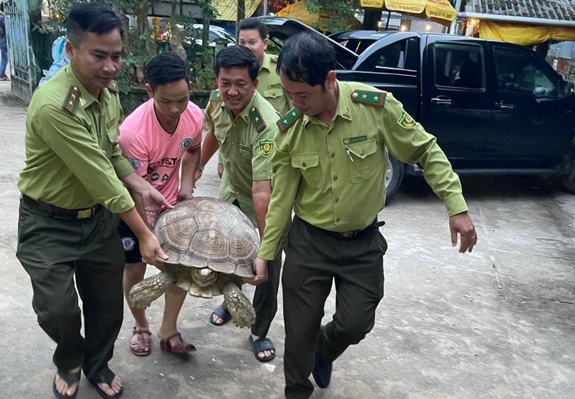 Thưởng thức hình ảnh dễ thương của những chú rùa Phú Quốc nghịch ngợm và đáng yêu. Chắc chắn bạn sẽ bị cuốn hút bởi những vẻ đẹp đầy tự do và yên bình của những chú rùa này.