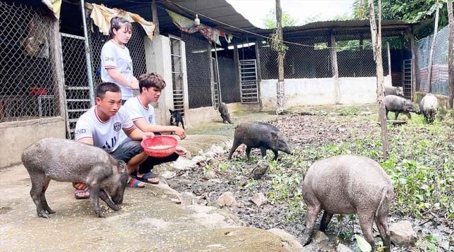 Chàng trai 9x làm giàu từ nuôi lợn rừng, lãi hàng trăm triệu đồng mỗi năm ảnh 1